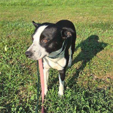 Enlarge Gloria, a Adoptable mixed breed in Kansas City, MO image 5/5