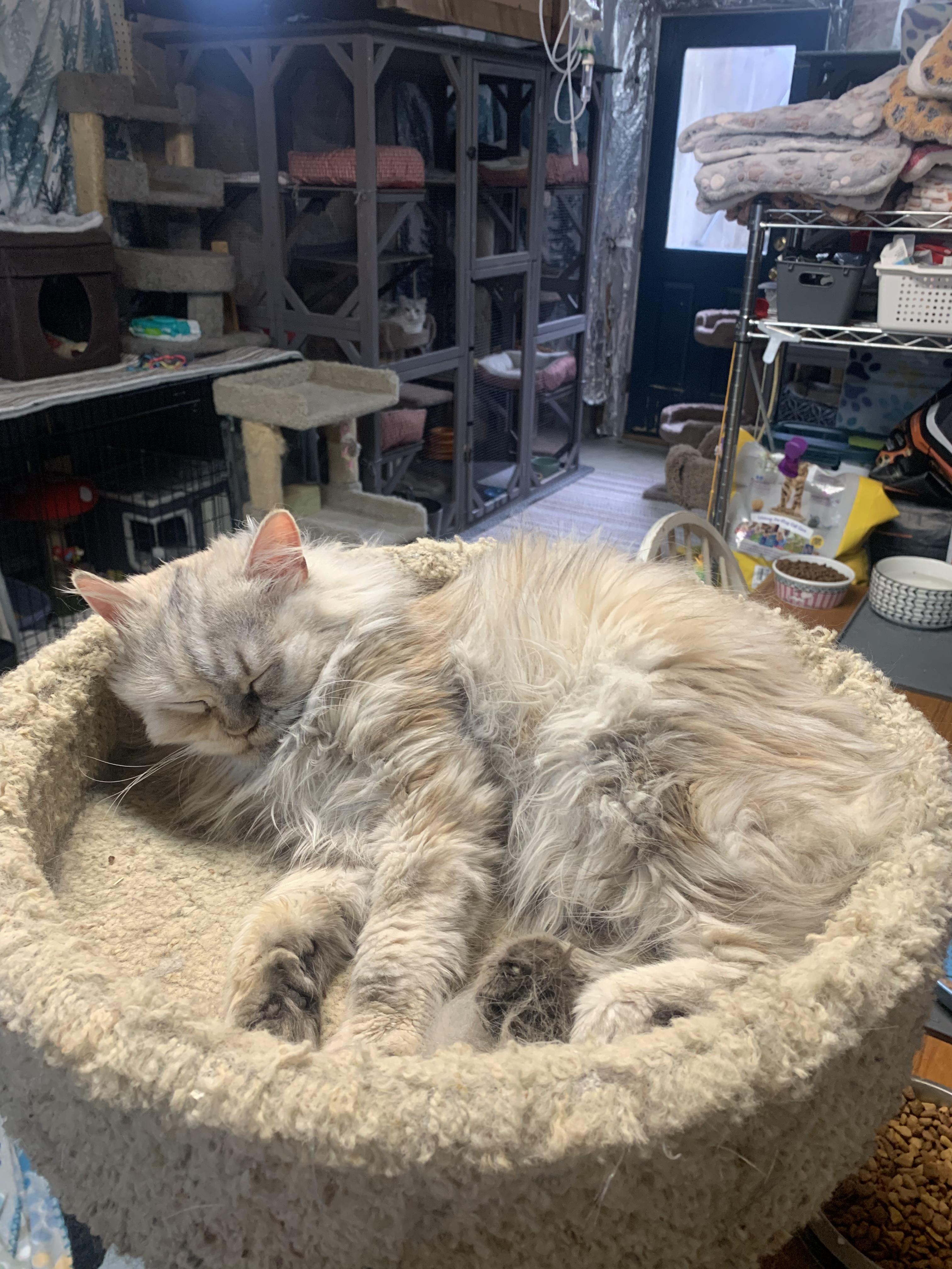 Adopt a Hypoallergenic Cat: Allergy-Friendly Pets You’ll Love