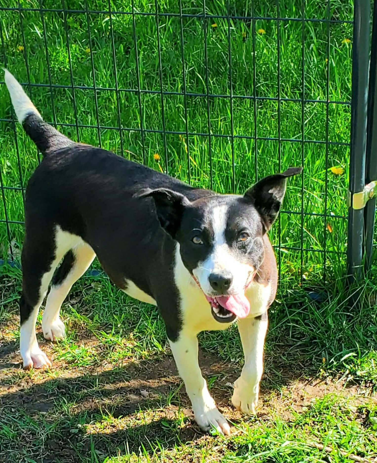Enlarge Tink, a ADOPTABLE Mixed Breed in Argyle, NY image 3/6