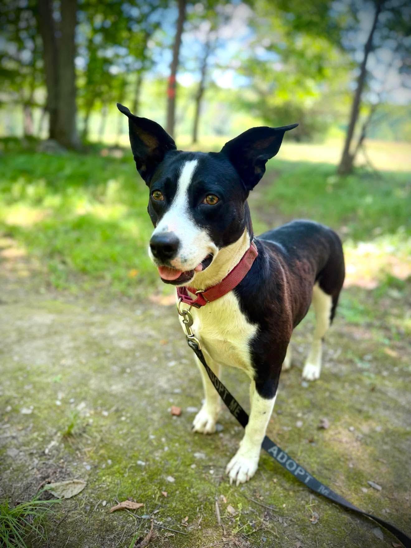 Tink, ADOPTABLE, Young Female Mixed Breed.