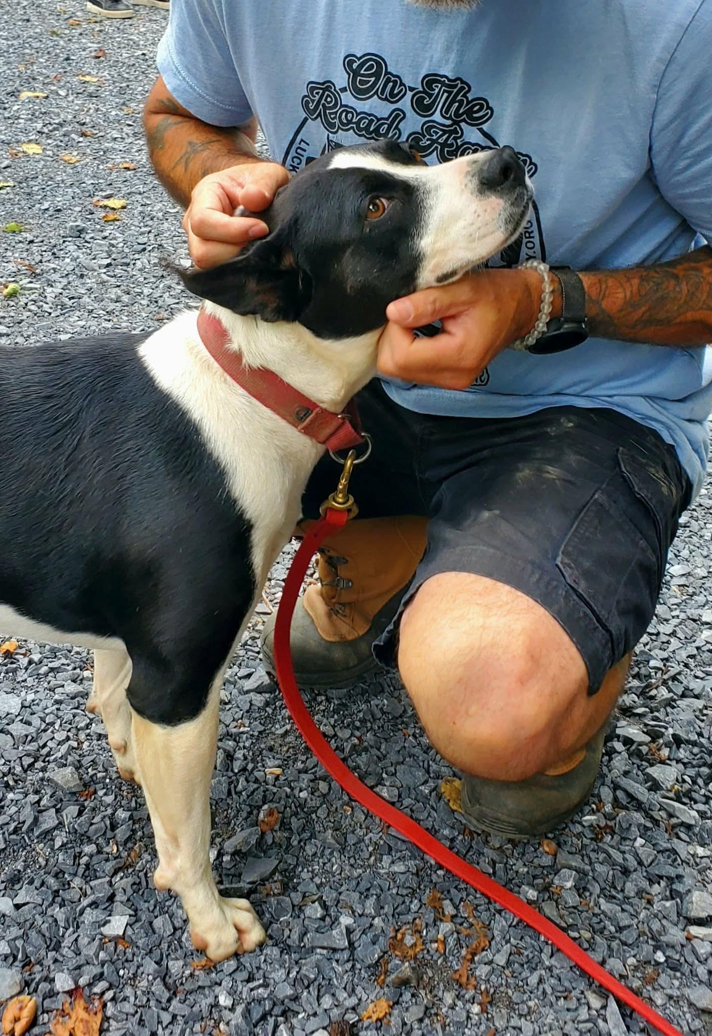 Enlarge Tink, a ADOPTABLE Mixed Breed in Argyle, NY image 6/6