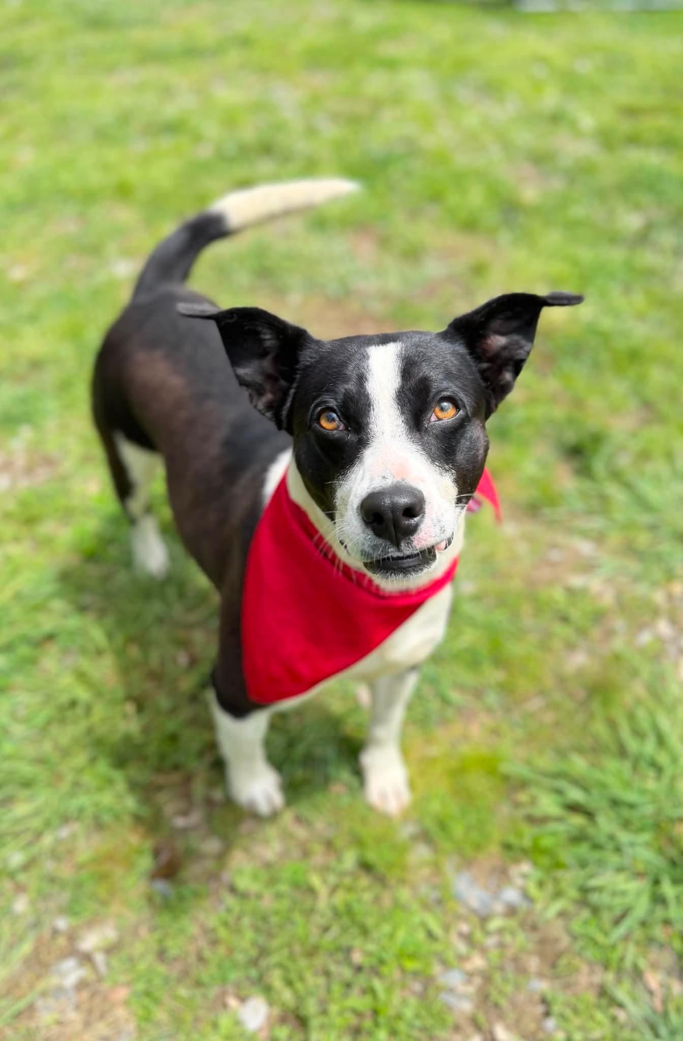 Enlarge Tink, a ADOPTABLE Mixed Breed in Argyle, NY image 1/6