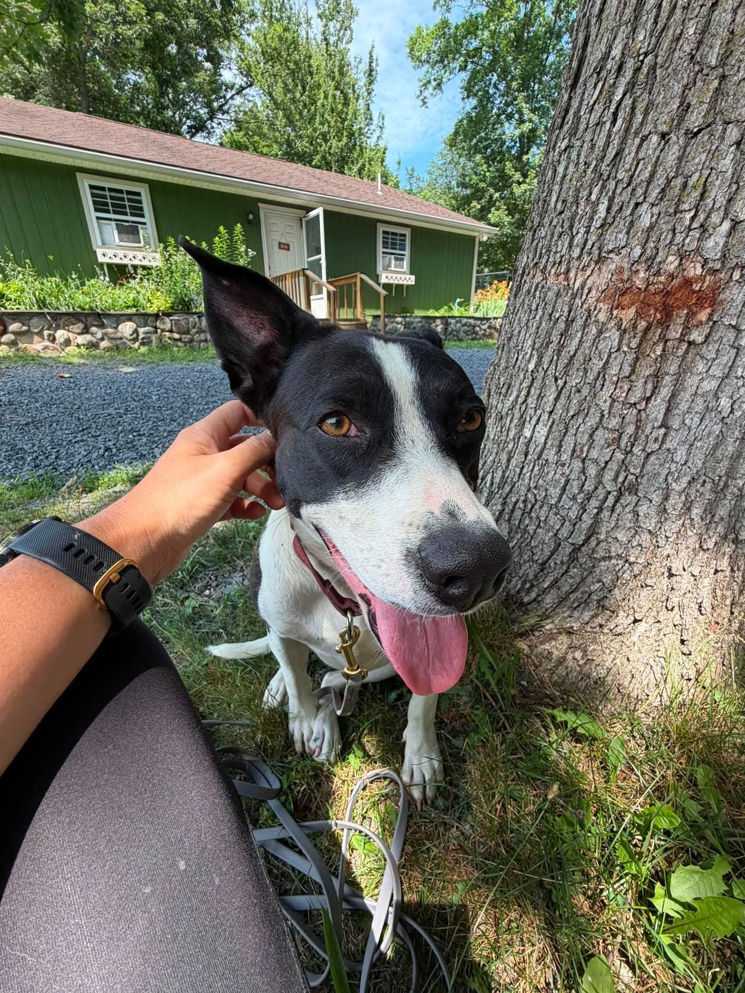 Tink, a ADOPTABLE Mixed Breed in Argyle, NY image 2/6