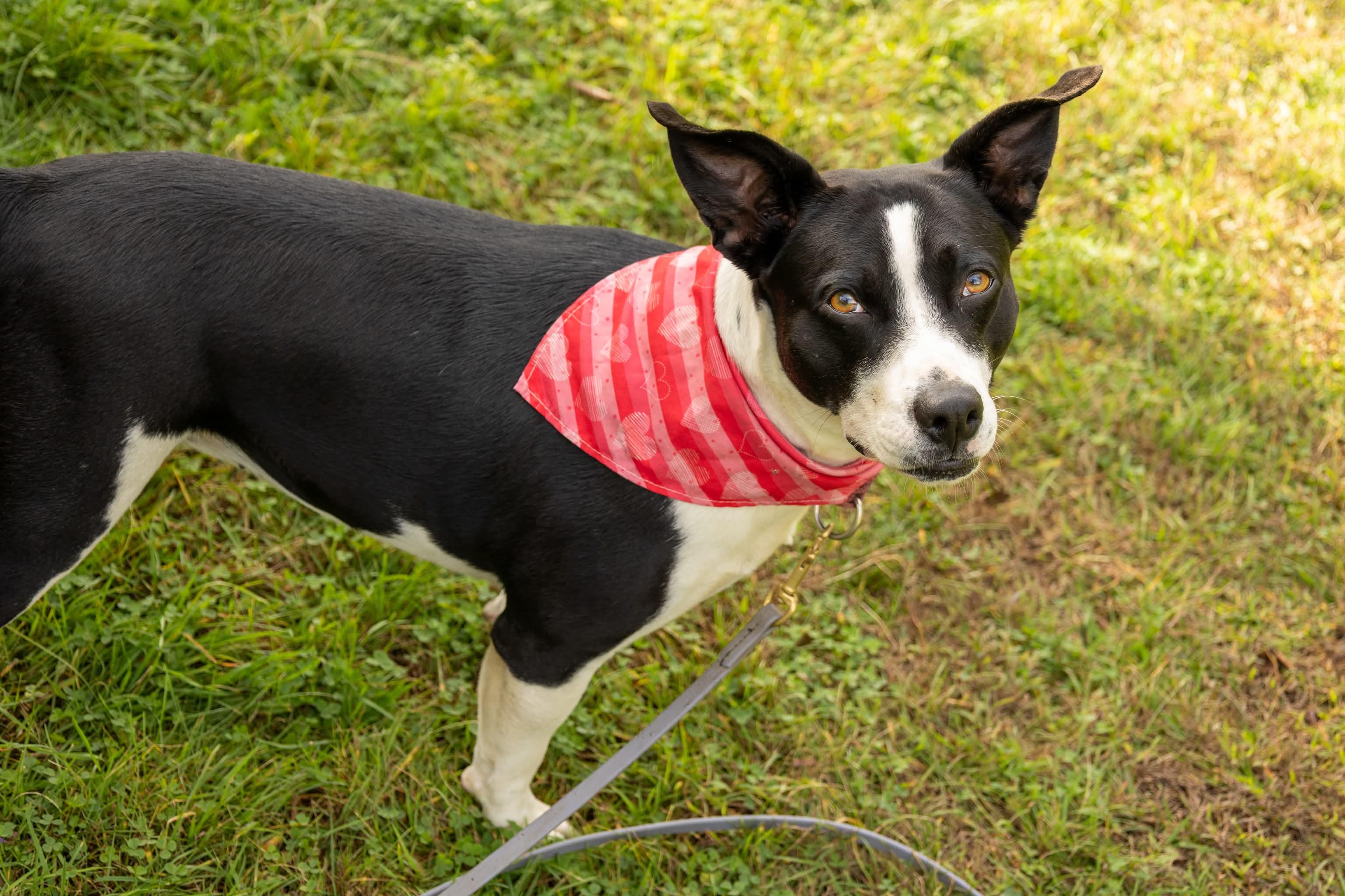 Tink, Adoptable, Young Female Mixed Breed.