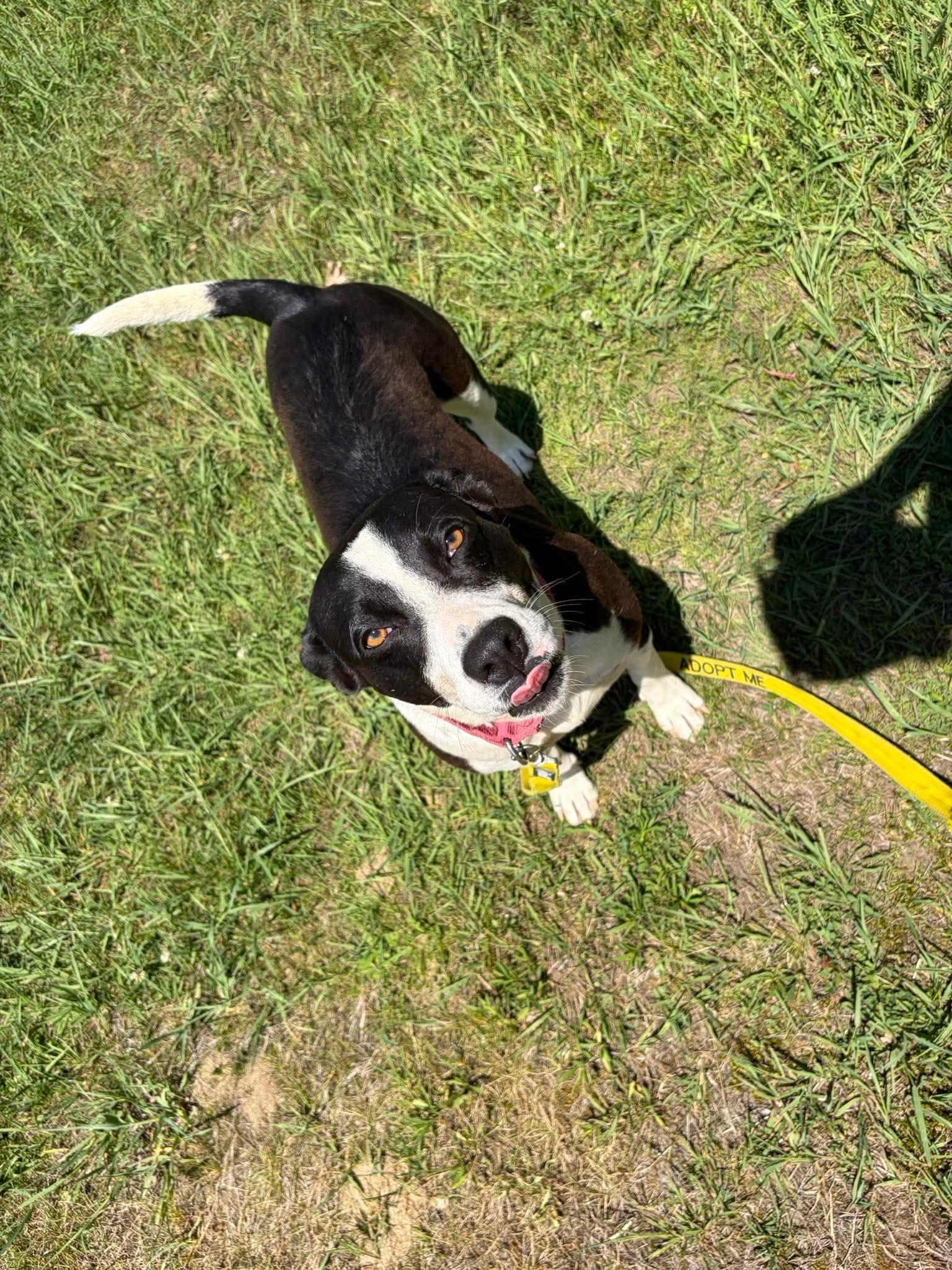 Enlarge Tink, a ADOPTABLE Mixed Breed in Argyle, NY image 6/6