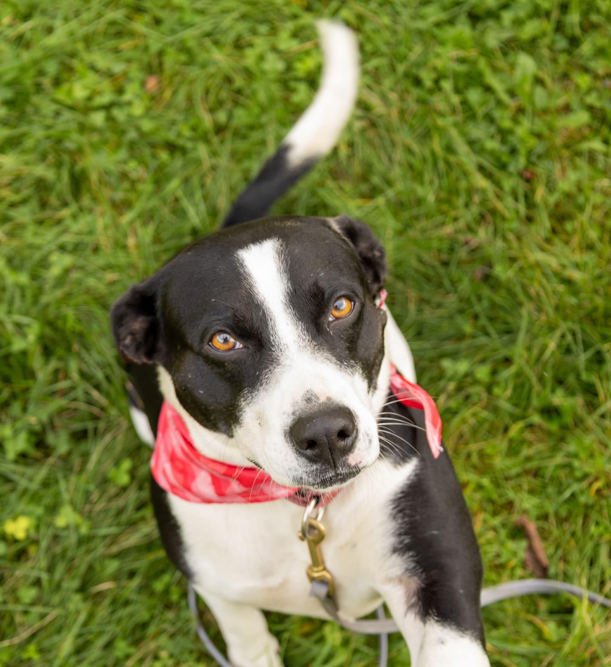 Enlarge Tink, a Adoptable Mixed Breed in Argyle, NY image 5/6