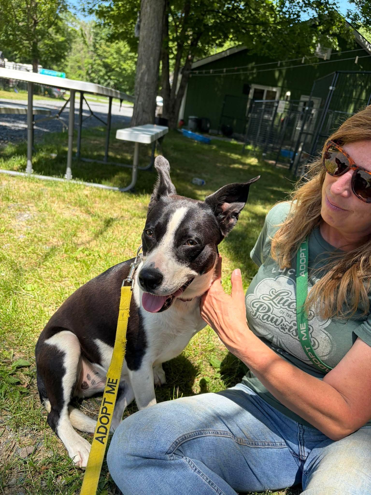 Enlarge Tink, a ADOPTABLE Mixed Breed in Argyle, NY image 5/6