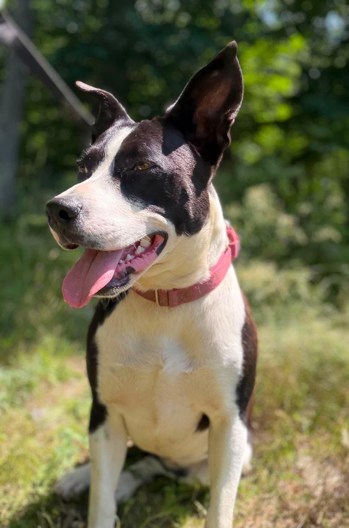 Tink, a ADOPTABLE Mixed Breed in Argyle, NY image 6/6