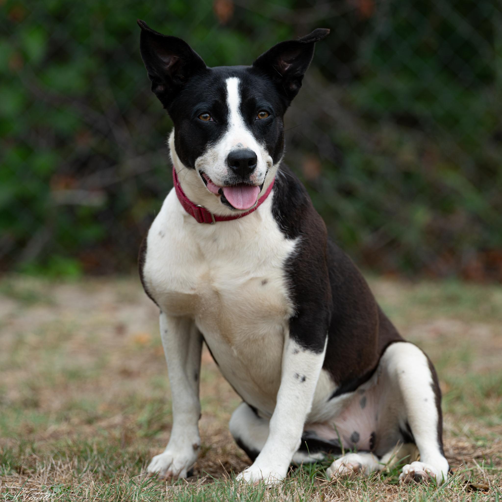 Enlarge Tink, a ADOPTABLE Mixed Breed in Argyle, NY image 2/6