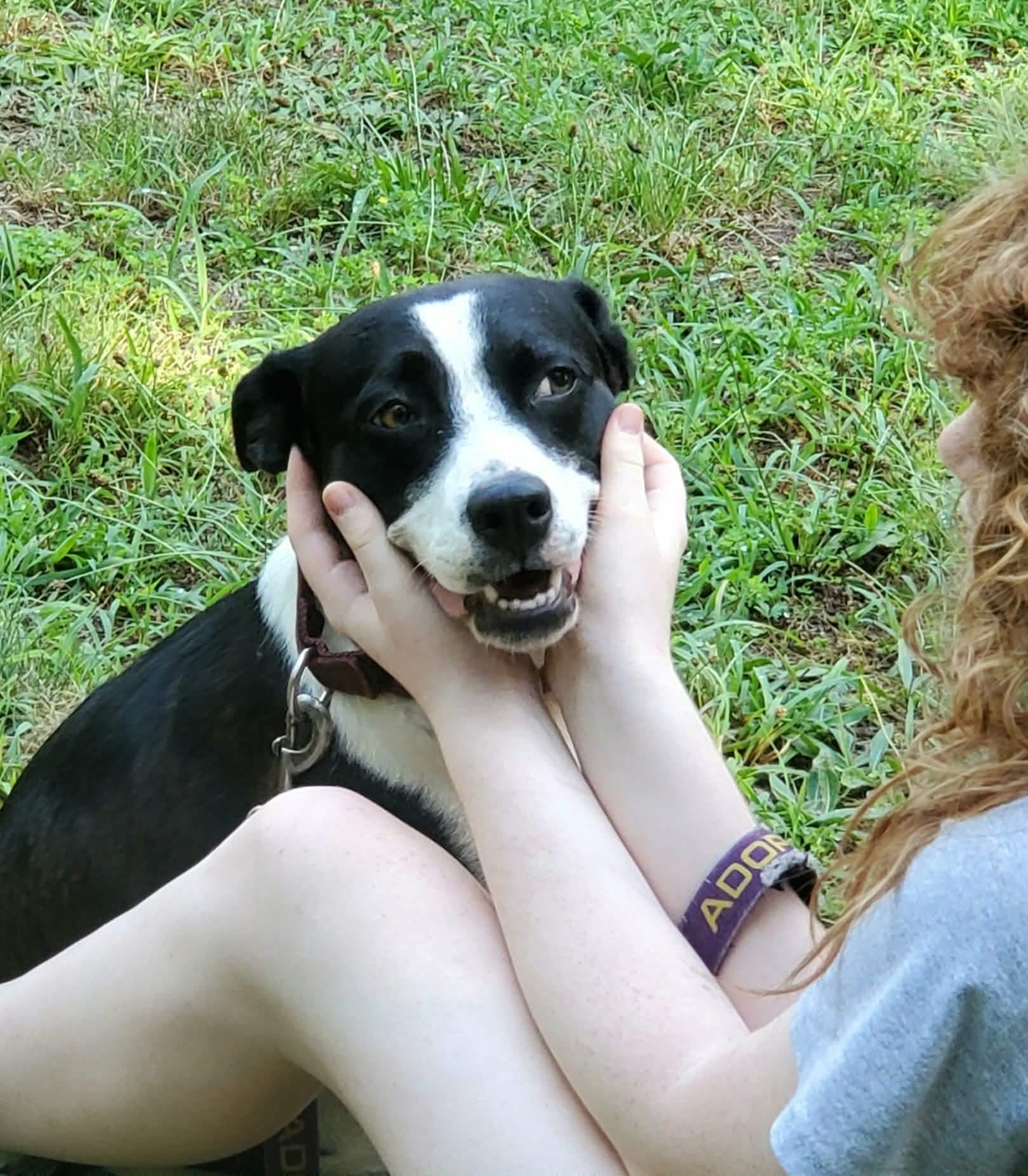 Tink, a ADOPTABLE Mixed Breed in Argyle, NY image 6/6