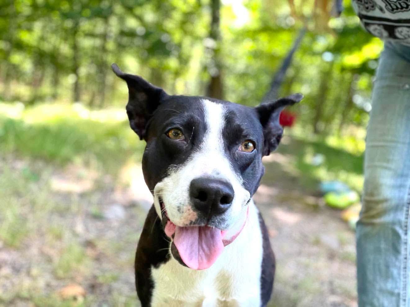 Tink, a ADOPTABLE Mixed Breed in Argyle, NY image 5/6