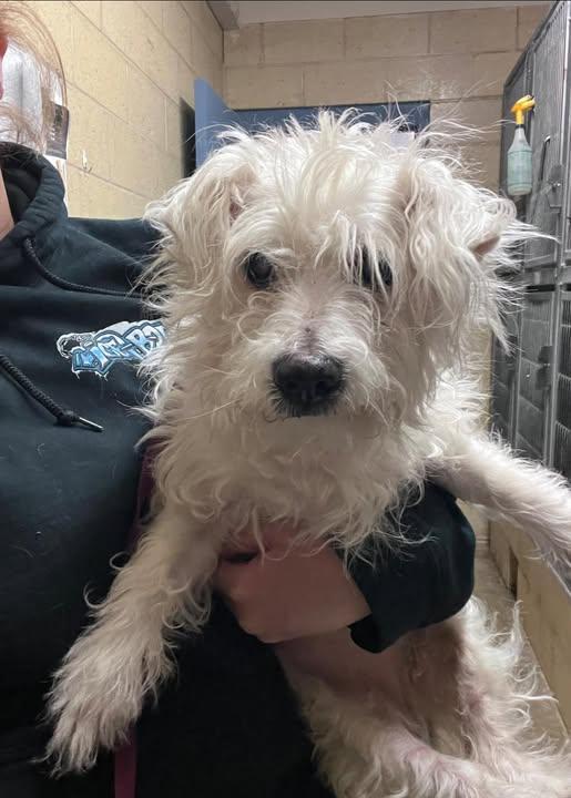 Enlarge Clint, an adoptable mixed breed in Mansfield, OH image 2/5