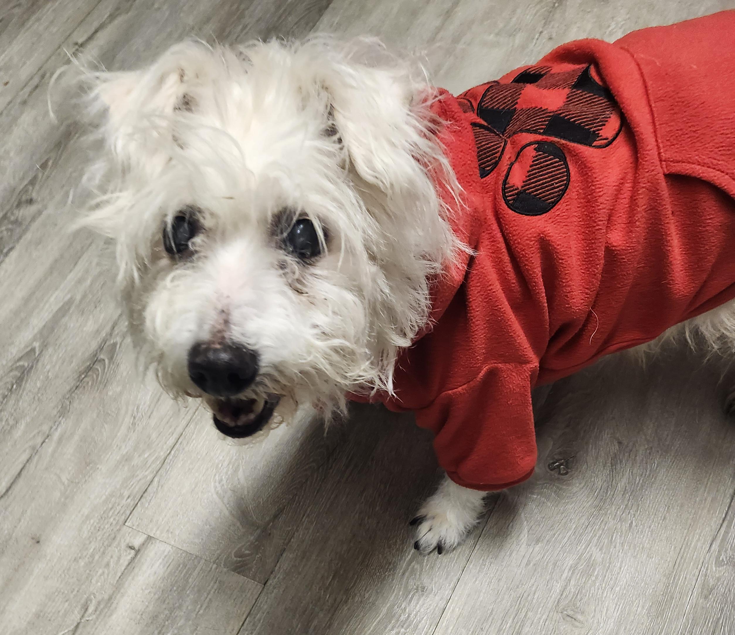 Enlarge Clint, an adoptable mixed breed in Mansfield, OH image 1/5