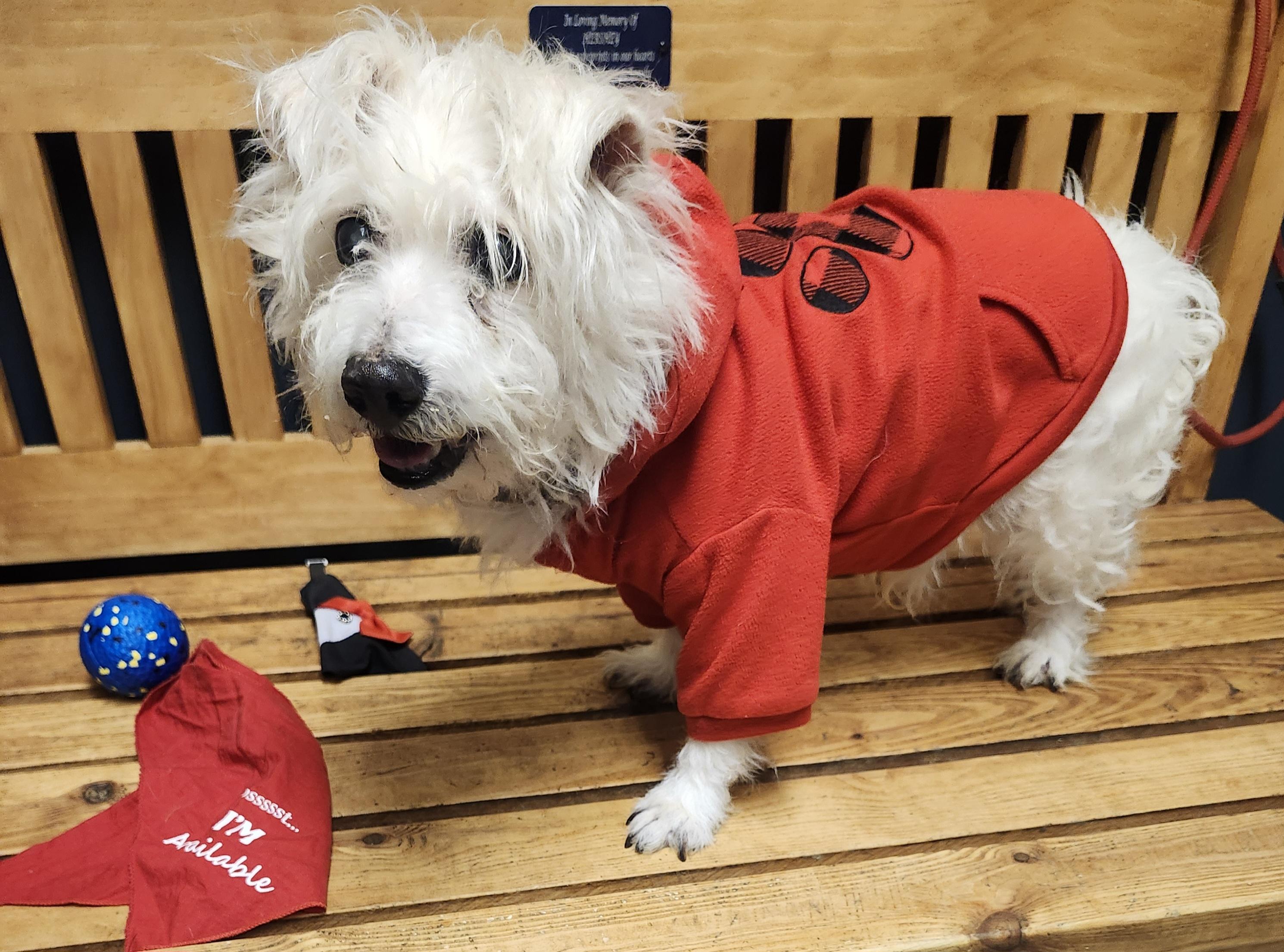 Enlarge Clint, an adoptable mixed breed in Mansfield, OH image 3/5