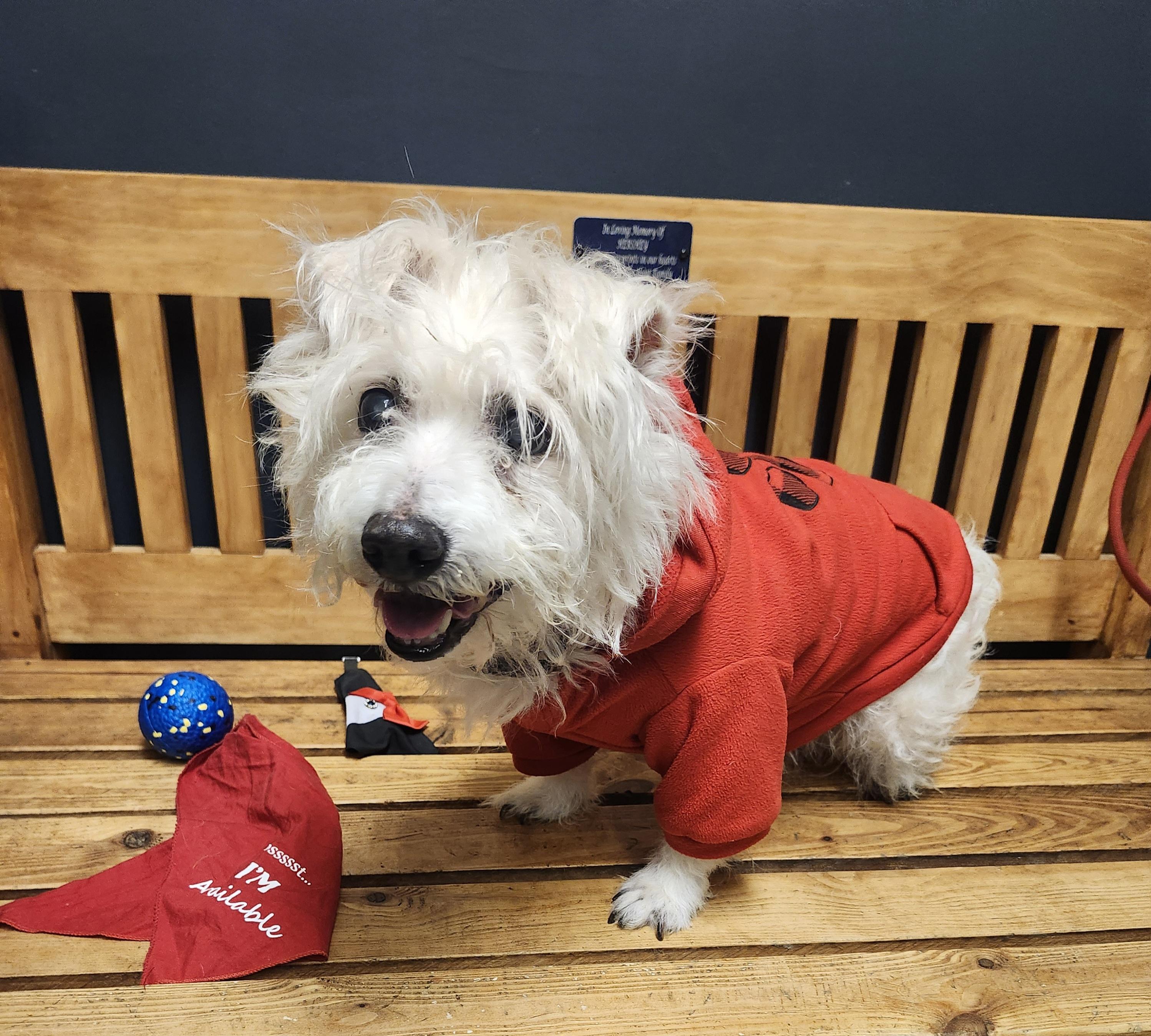 Enlarge Clint, an adoptable mixed breed in Mansfield, OH image 4/5