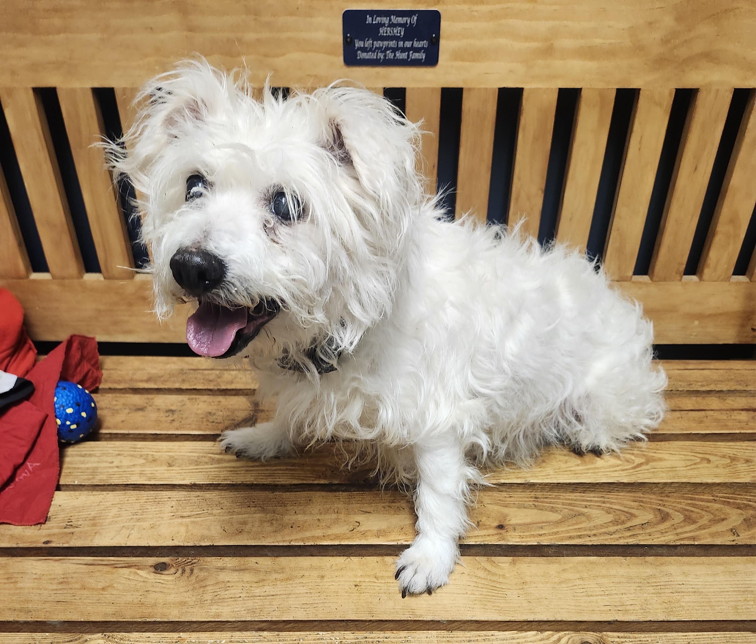 Enlarge Clint, an adoptable mixed breed in Mansfield, OH image 5/5