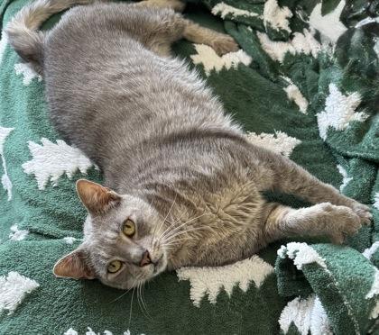 Leonard FIV+ to be adopted w/Sheldon FOSTERED, a Adoptable Domestic Short Hair in Seneca, SC image 1/3