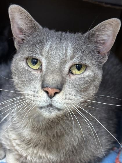 Enlarge Leonard FIV+ fee waived to be adopted with Sheldon, a Adoptable Domestic Short Hair in Seneca, SC image 1/3