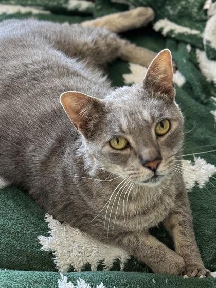 Leonard FIV+ to be adopted w/Sheldon FOSTERED, a Adoptable Domestic Short Hair in Seneca, SC image 2/3
