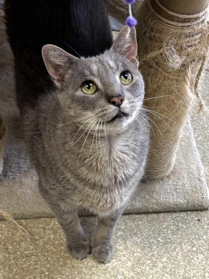 Enlarge Leonard FIV+ fee waived to be adopted with Sheldon, a Adoptable Domestic Short Hair in Seneca, SC image 2/3