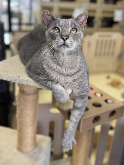 Enlarge Leonard FIV+ fee waived to be adopted with Sheldon, a Adoptable Domestic Short Hair in Seneca, SC image 3/3