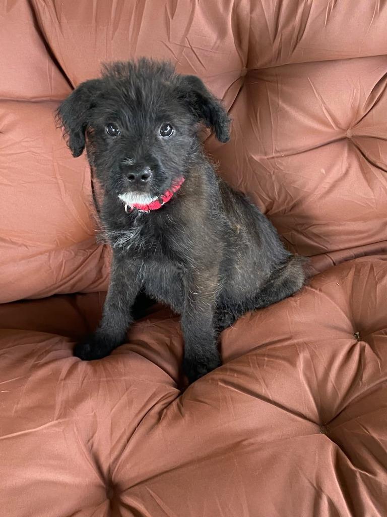 Enlarge Artemis-In a Foster Home, a Adoptable mixed breed in South Bend, IN image 1/1