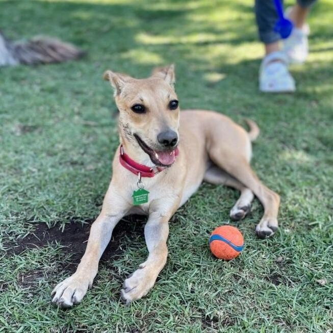 Kai (FKA Kygo), Adoptable, Adult Female Terrier.