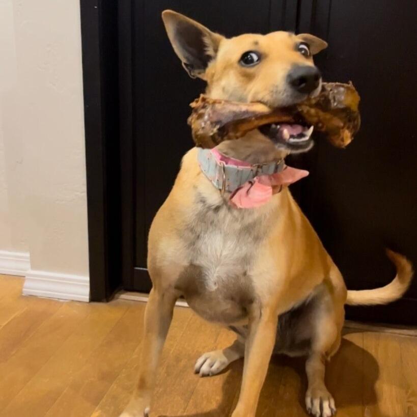 Enlarge Kai (FKA Kygo), a Adoptable Terrier in San Diego, CA image 2/6