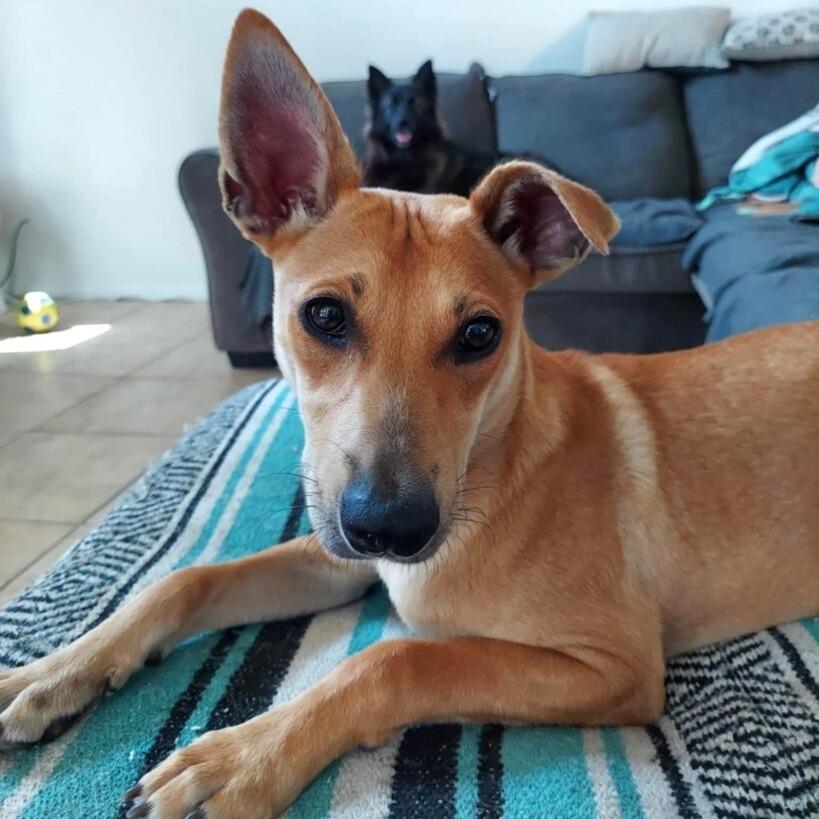 Enlarge Kai (FKA Kygo), a Adoptable Terrier in San Diego, CA image 3/6