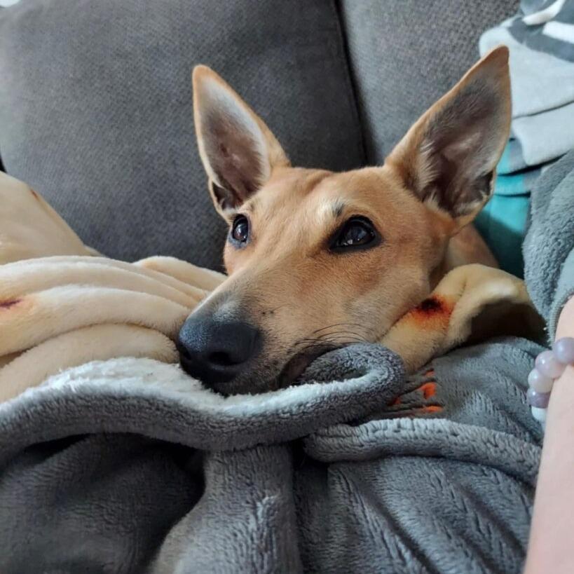 Enlarge Kai (FKA Kygo), a Adoptable Terrier in San Diego, CA image 4/6