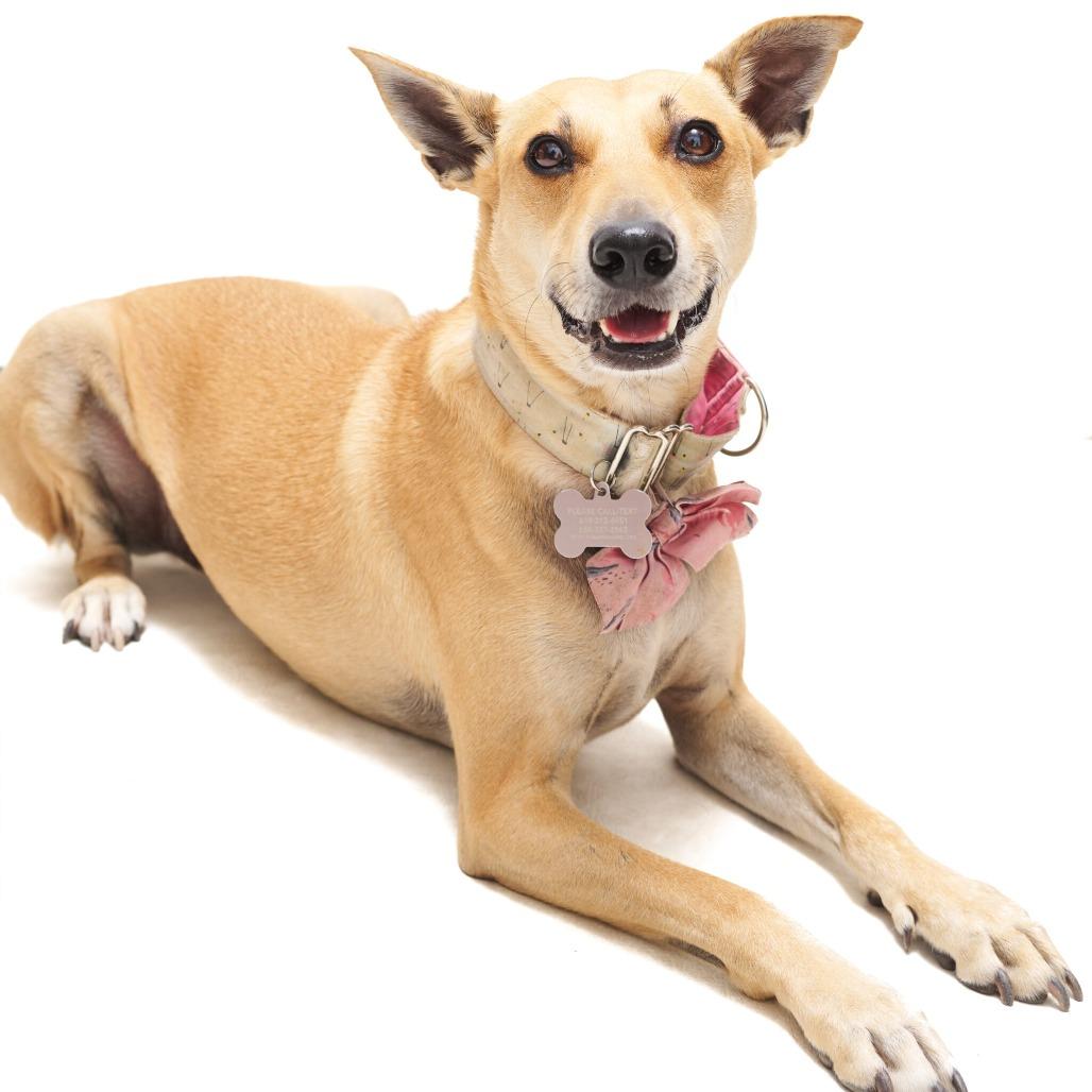 Enlarge Kai (FKA Kygo), a Adoptable Terrier in San Diego, CA image 5/6