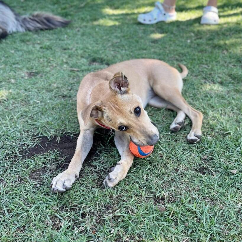Enlarge Kai (FKA Kygo), a Adoptable Terrier in San Diego, CA image 6/6