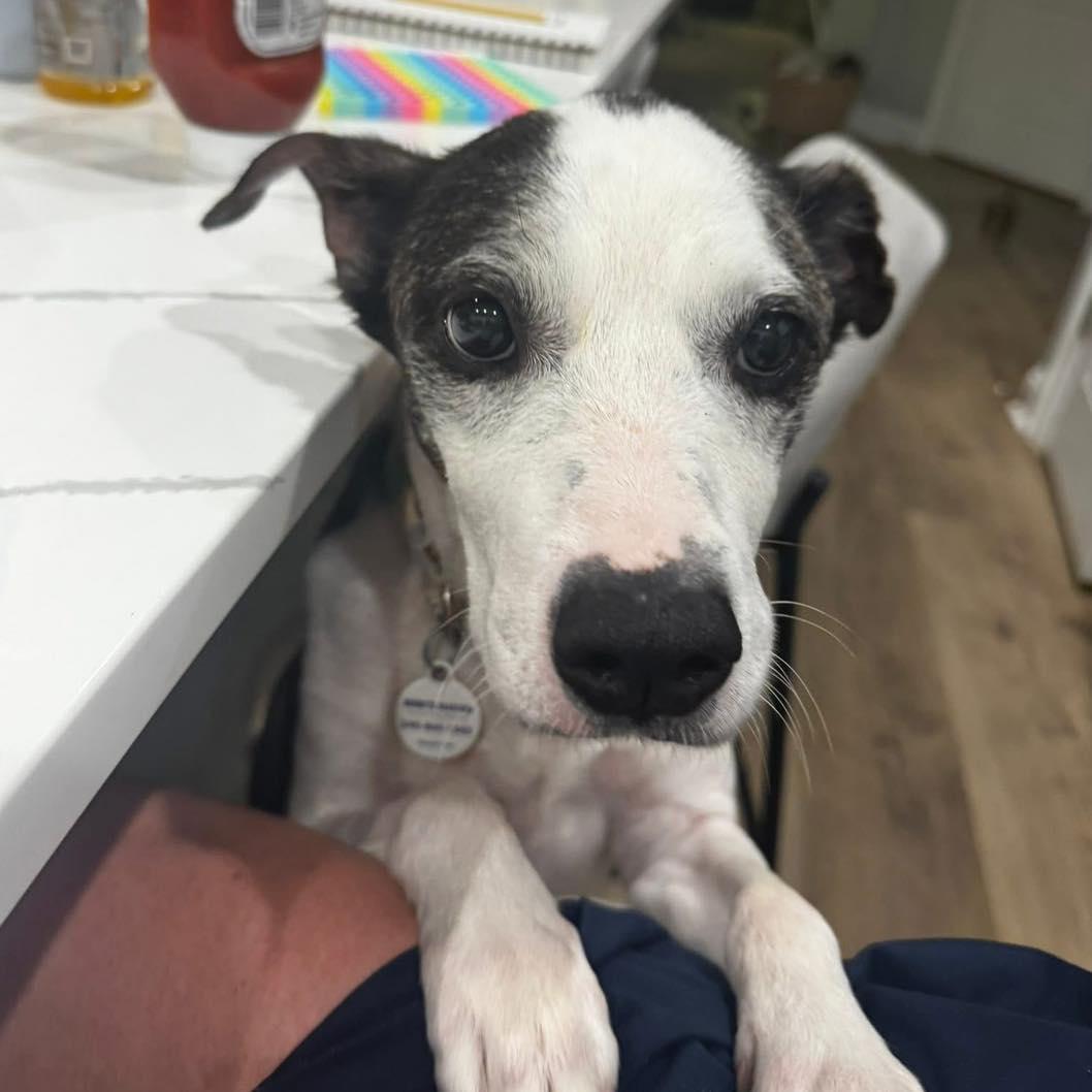 Sallie, a Adoptable mixed breed in Rockville, MD image 2/6