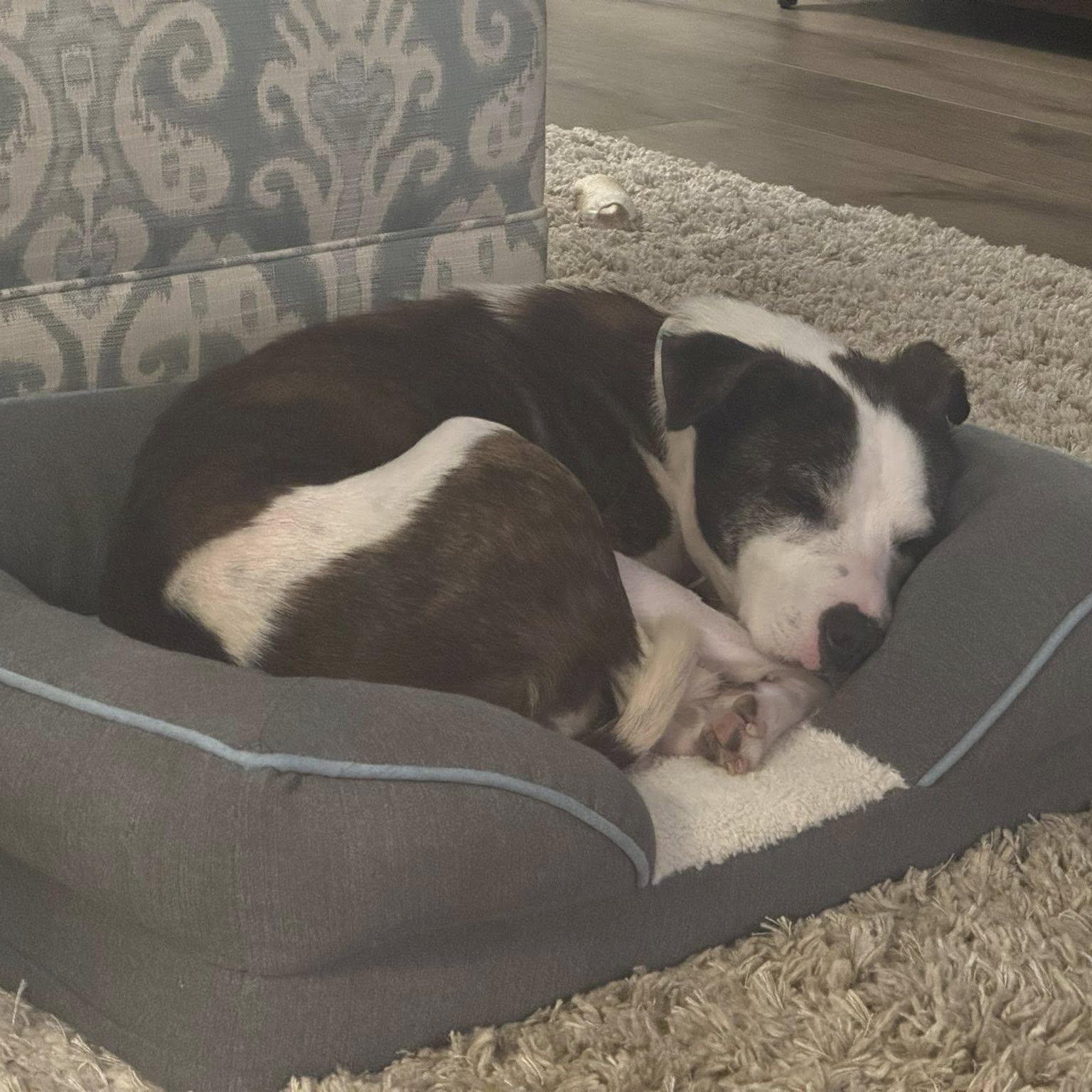 Sallie, a Adoptable mixed breed in Rockville, MD image 3/6