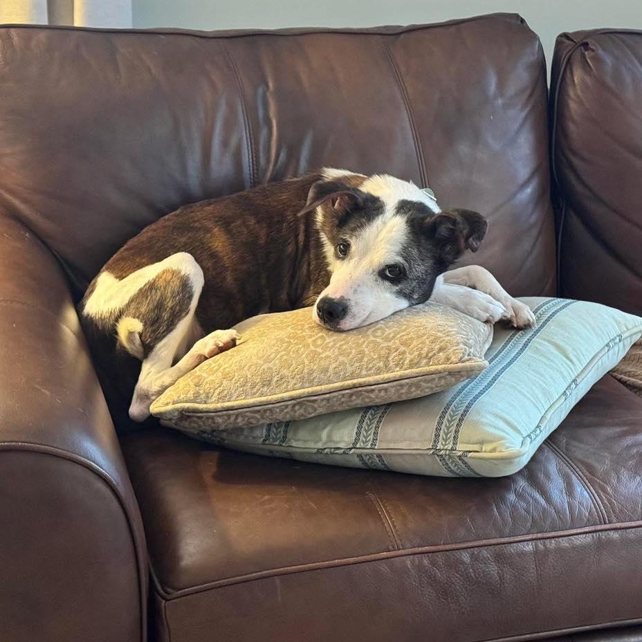 Sallie, a Adoptable mixed breed in Rockville, MD image 4/6