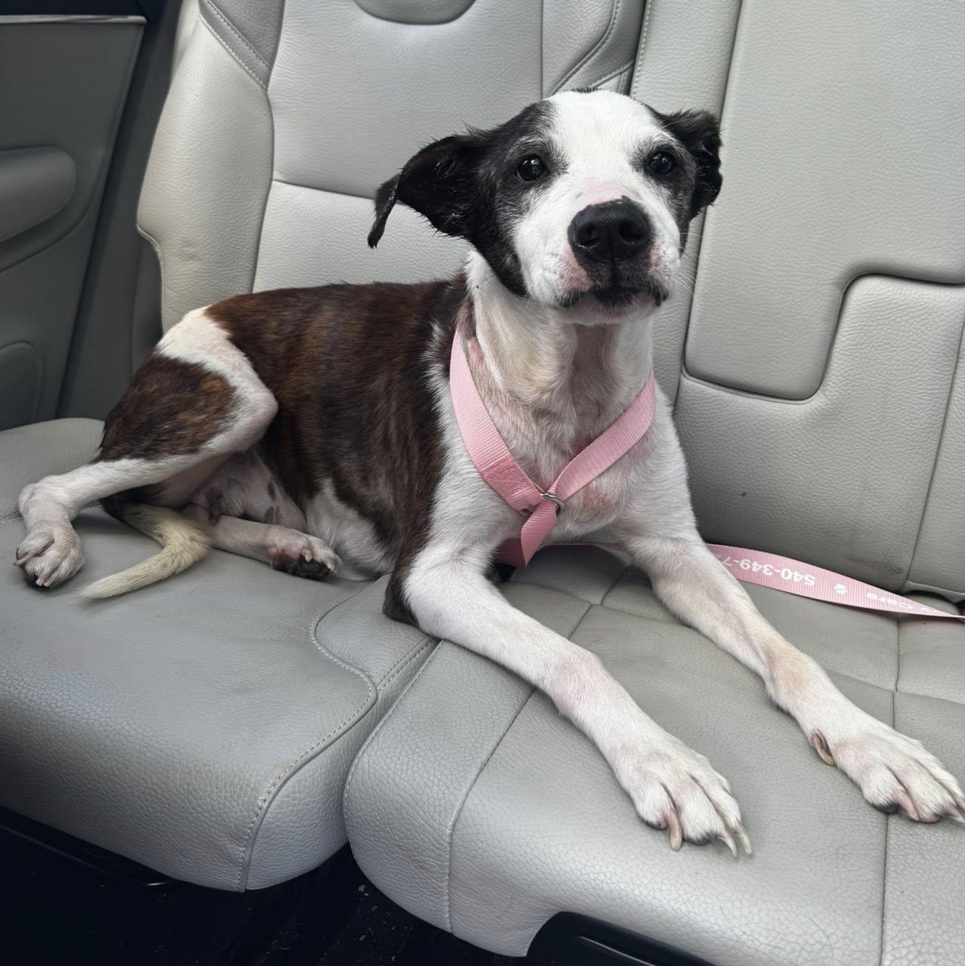 Sallie, a Adoptable mixed breed in Rockville, MD image 5/6