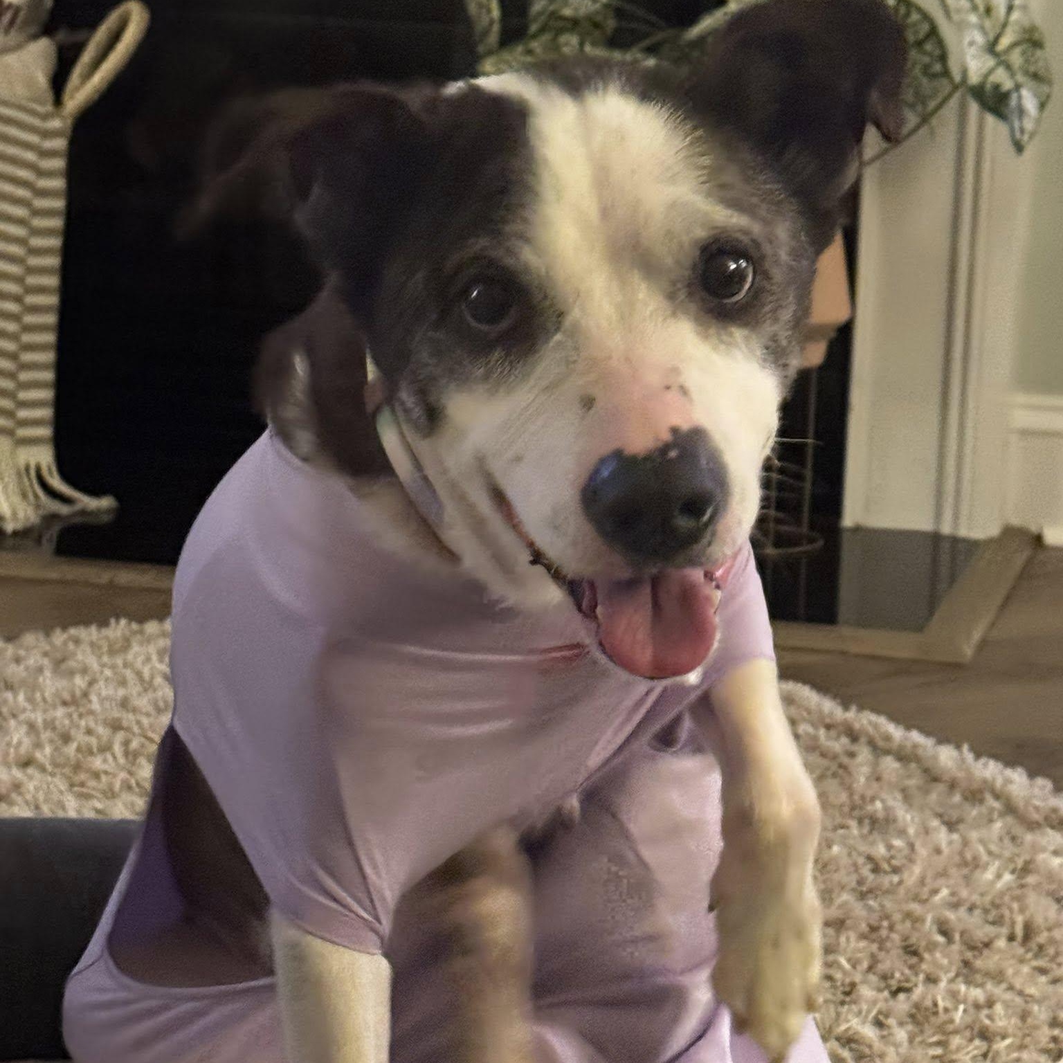 Sallie, a Adoptable mixed breed in Rockville, MD image 6/6