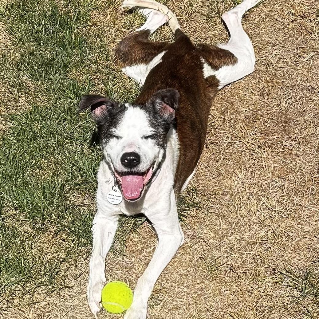 Sallie, Adoptable, Senior Female Pit Bull Terrier.