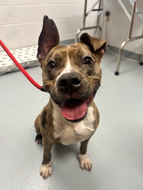 PIGLET, Adoptable, Adult Female Pit Bull Terrier.