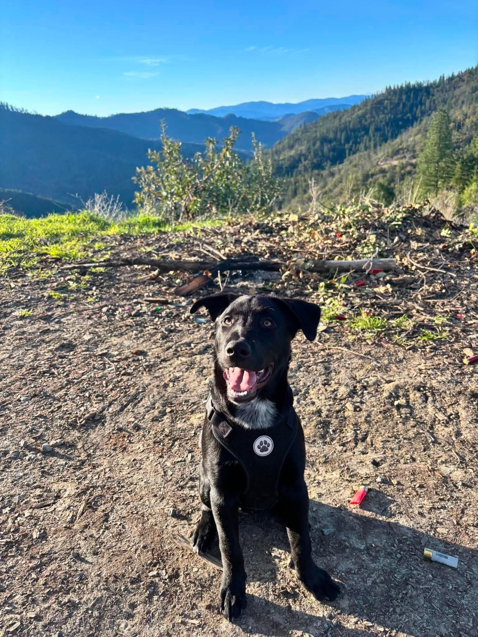Courtesy listing-Moose, ADOPTABLE, Young Male Black Labrador Retriever & Australian Cattle Dog / Blue Heeler.