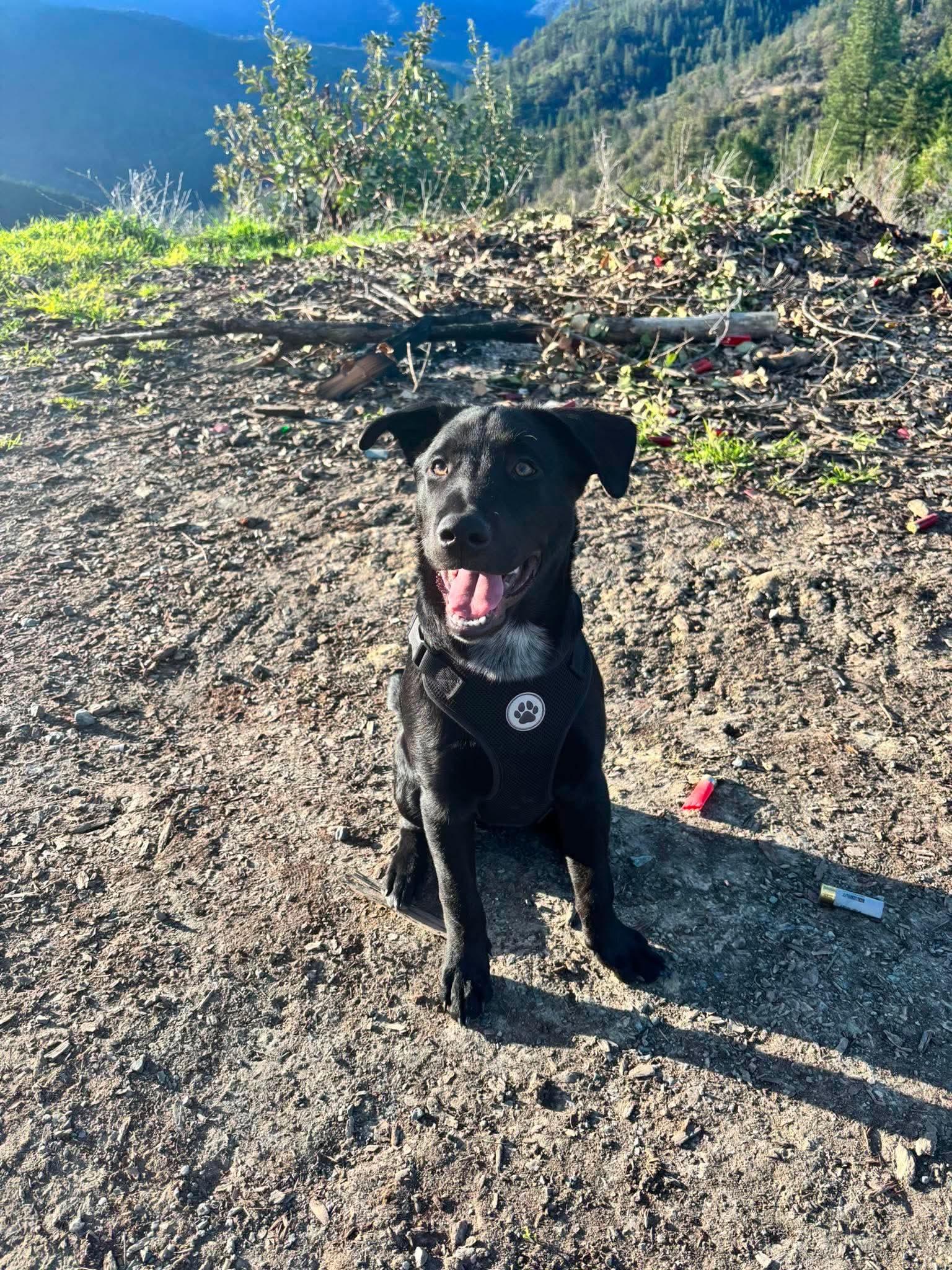 Courtesy listing-Moose, a ADOPTABLE mixed breed in Bend, OR image 4/6