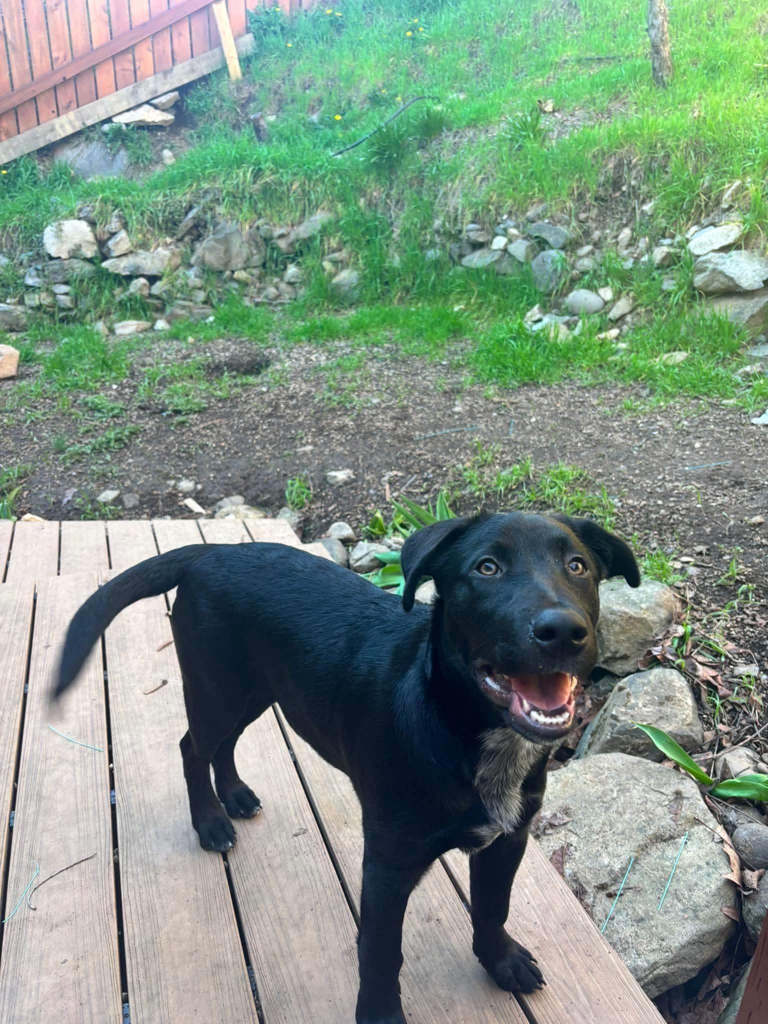Courtesy listing-Moose, a ADOPTABLE mixed breed in Bend, OR image 2/6