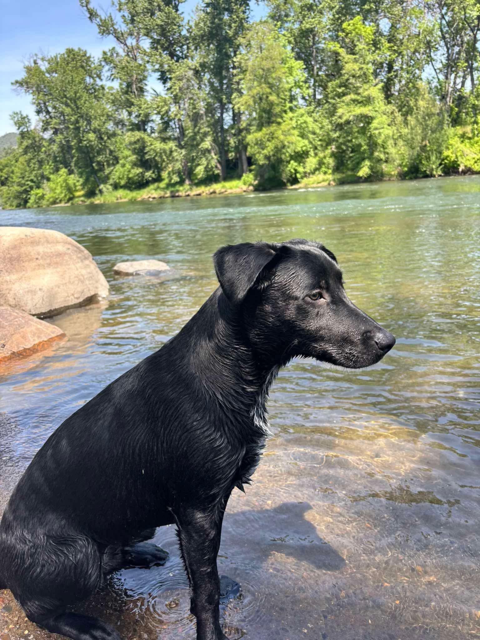 Courtesy listing-Moose, a ADOPTABLE mixed breed in Bend, OR image 3/6