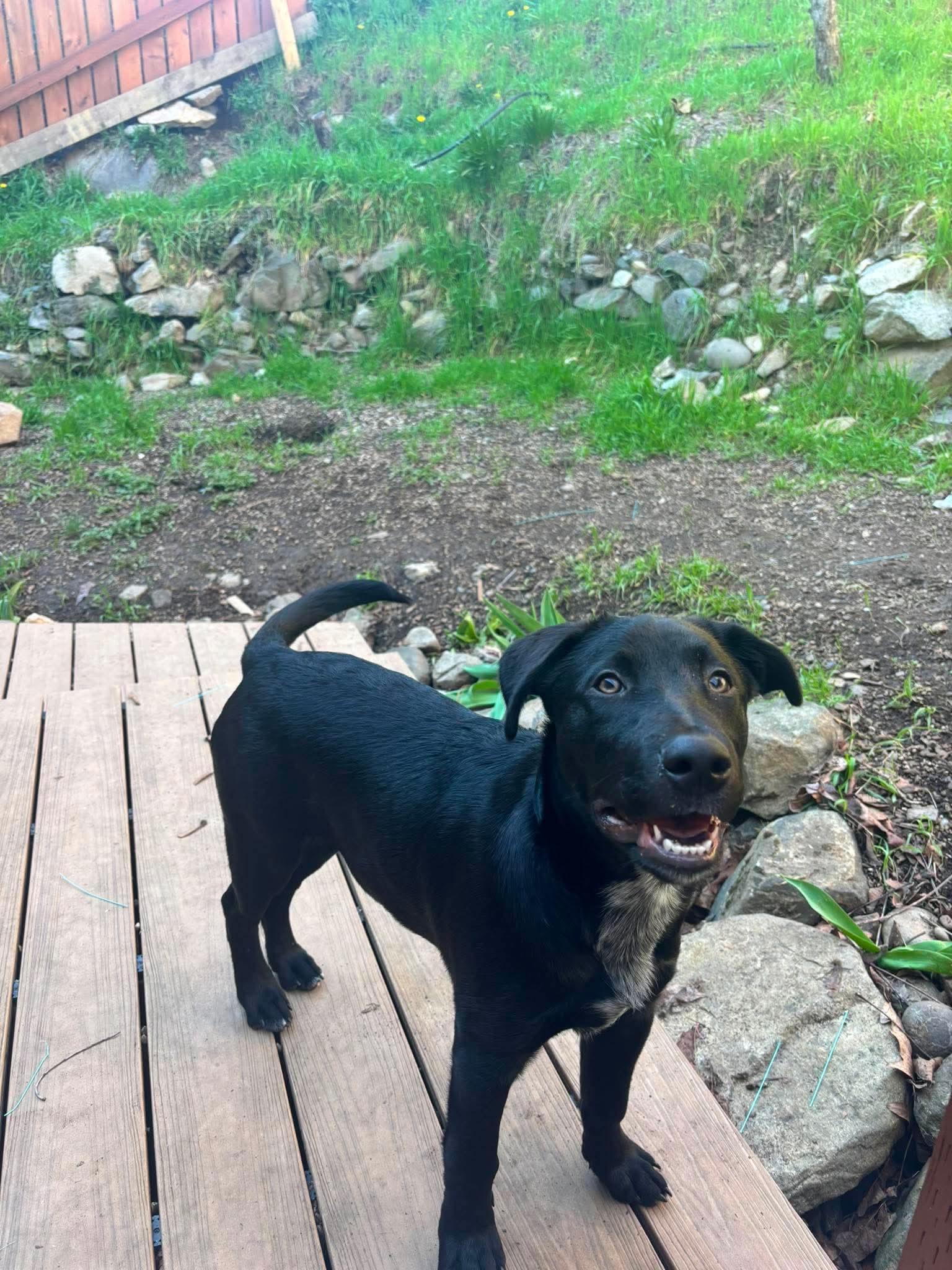 Courtesy listing-Moose, a ADOPTABLE mixed breed in Bend, OR image 5/6
