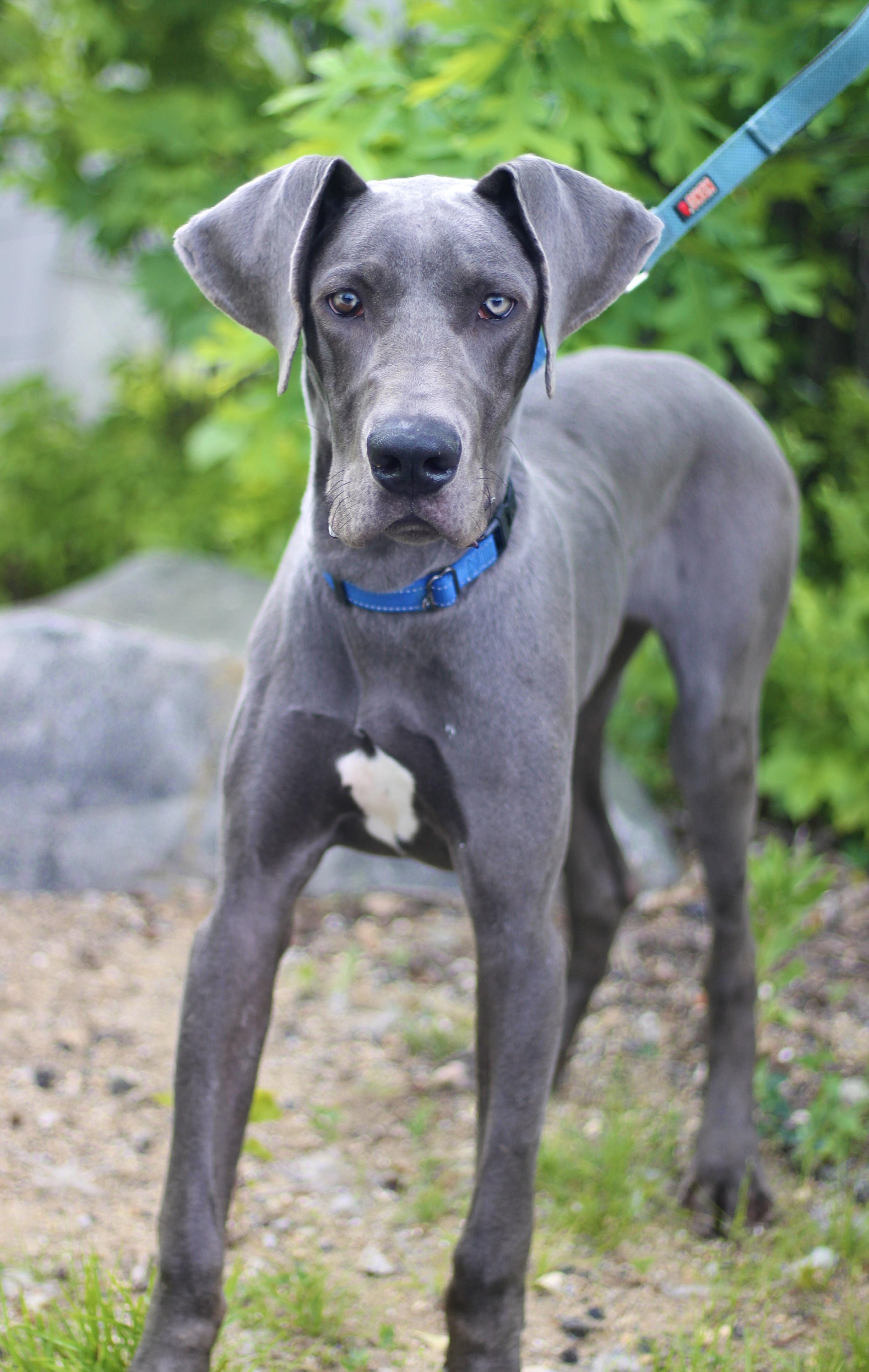 Mareneau in NH. Come Meet our Adoptable Dogs Wednesday-Saturday. More info in Bio, an adopted mixed breed in Manchester, NH image 2/2