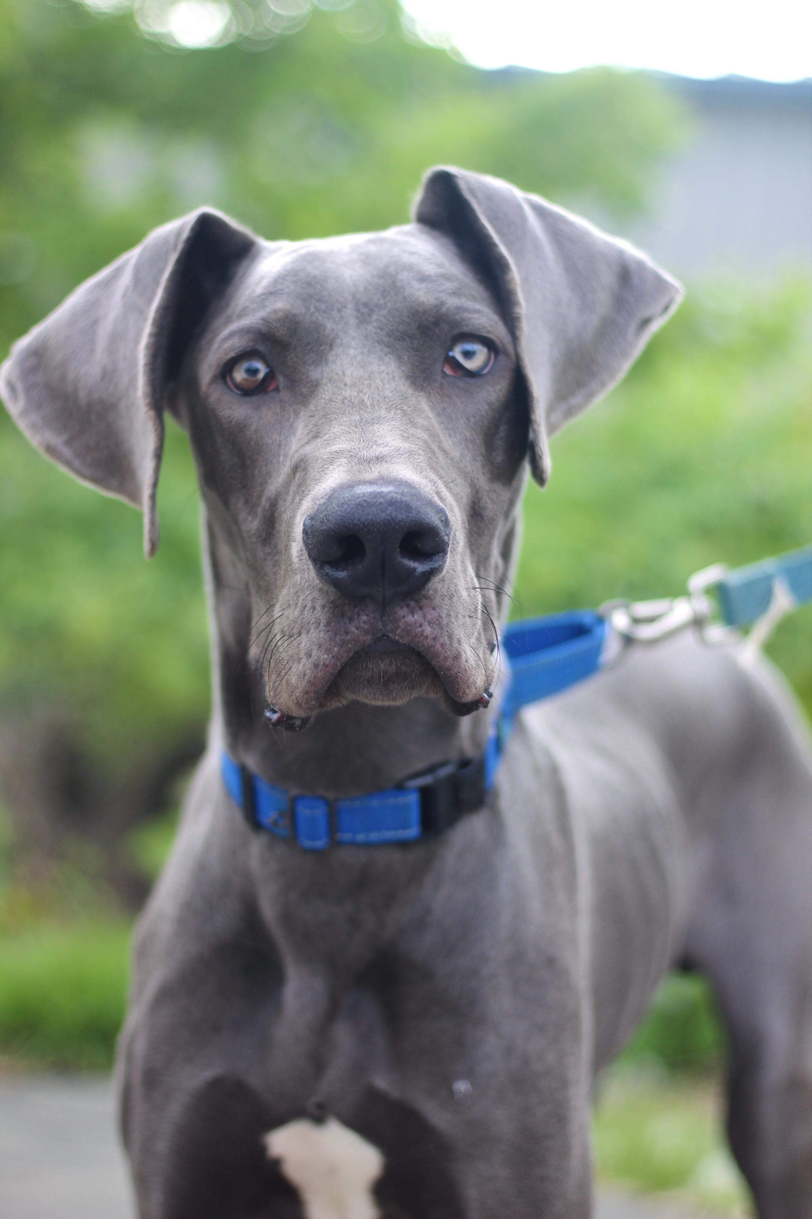 Mareneau in NH. Come Meet our Adoptable Dogs Wednesday-Saturday. More info in Bio, adopted, Puppy Male Great Dane.