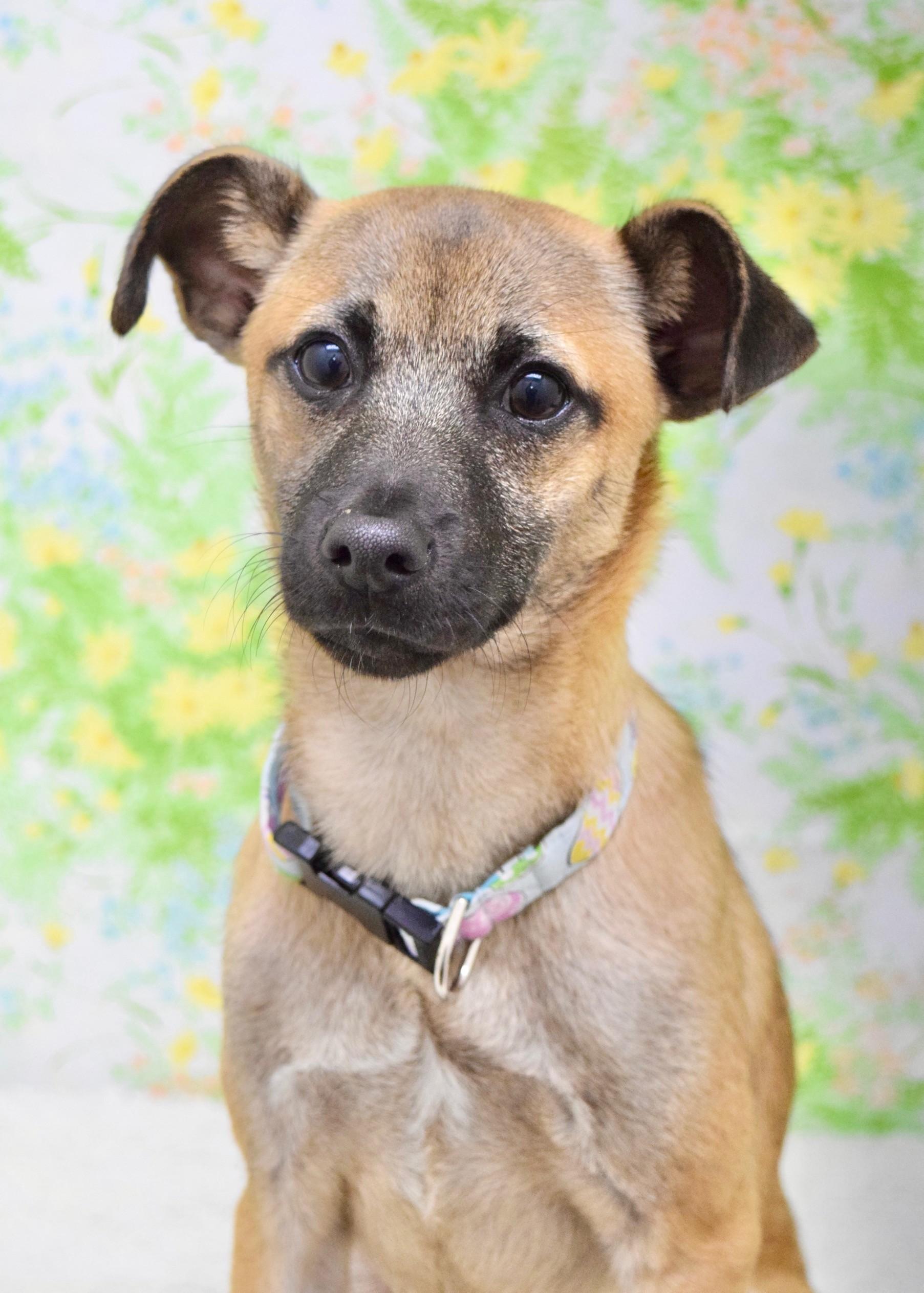 Enlarge Blake, a ADOPTABLE Mixed Breed in Dublin, CA image 2/4