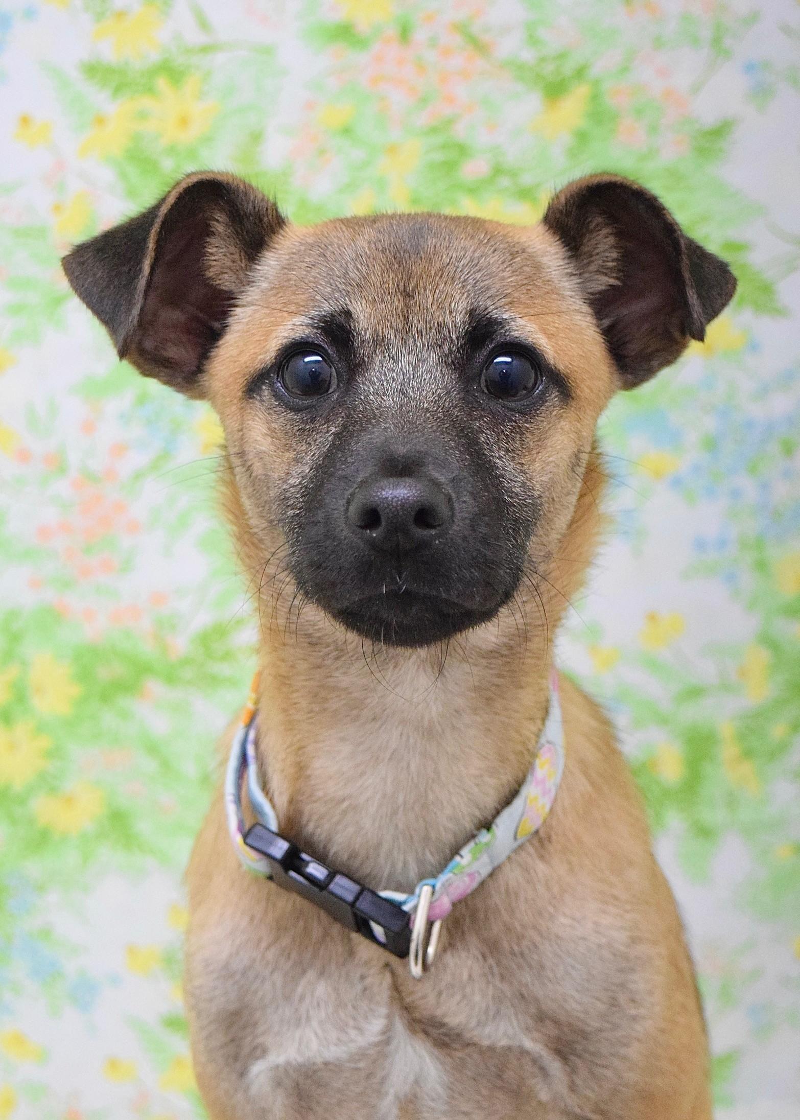 Blake, ADOPTABLE, Puppy Male Mixed Breed.