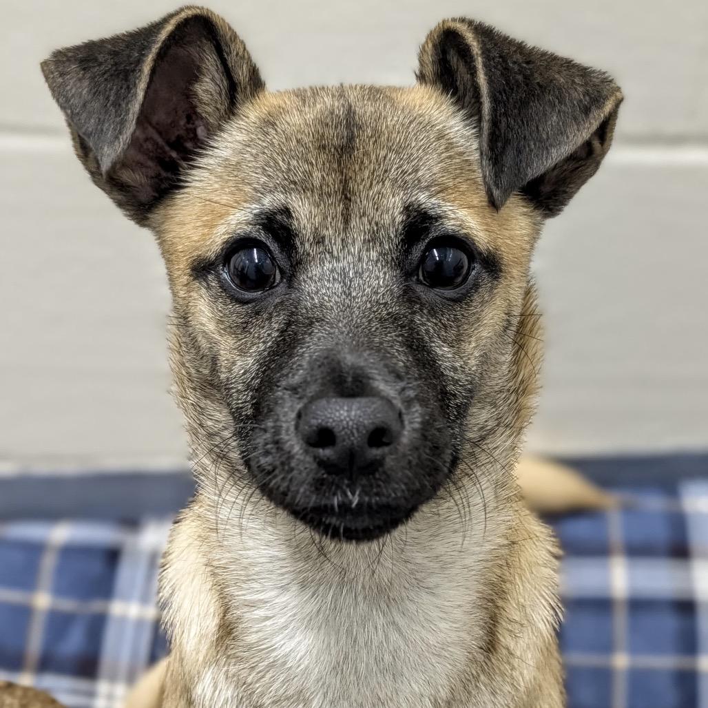 Enlarge Blake, a ADOPTABLE Mixed Breed in Dublin, CA image 3/4