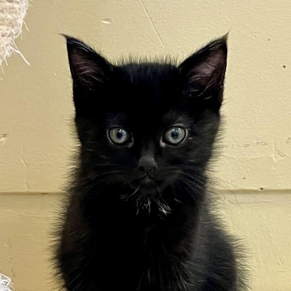 Aisha, a Adoptable mixed breed in Walnut Creek, CA image 2/2